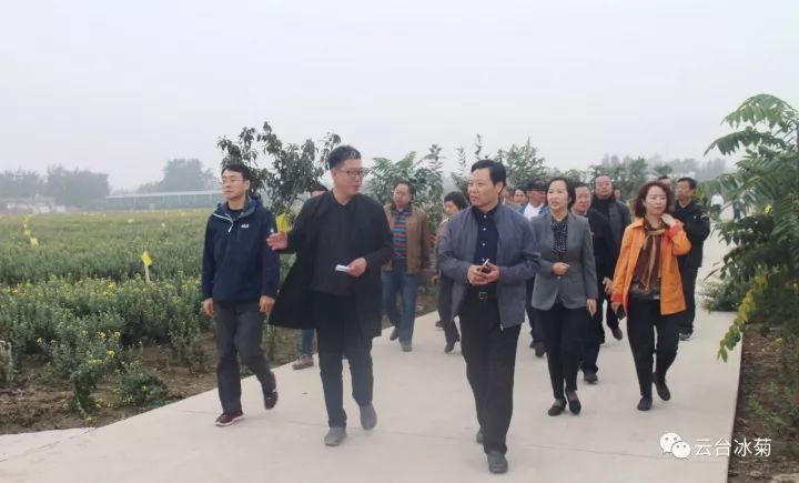 云台冰菊基地发生了什么？一批批领导专家团队前来！